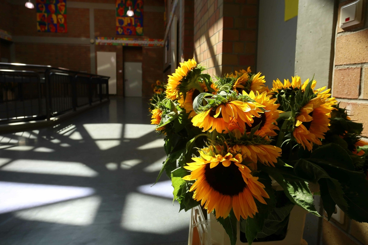 Sonnenblumen in Haus C